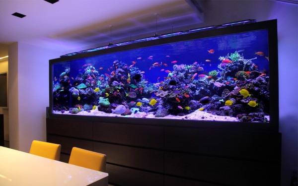 Fish Tank Design for Luxury Townhouse in London