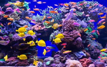 Aquarium Designs - In Wall Aquariums | Free Standing Tanks