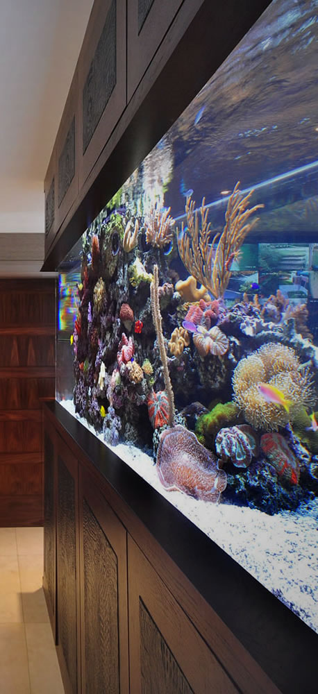 Stephen Ireland's Freestanding Fish Tank | Aquarium Architecture