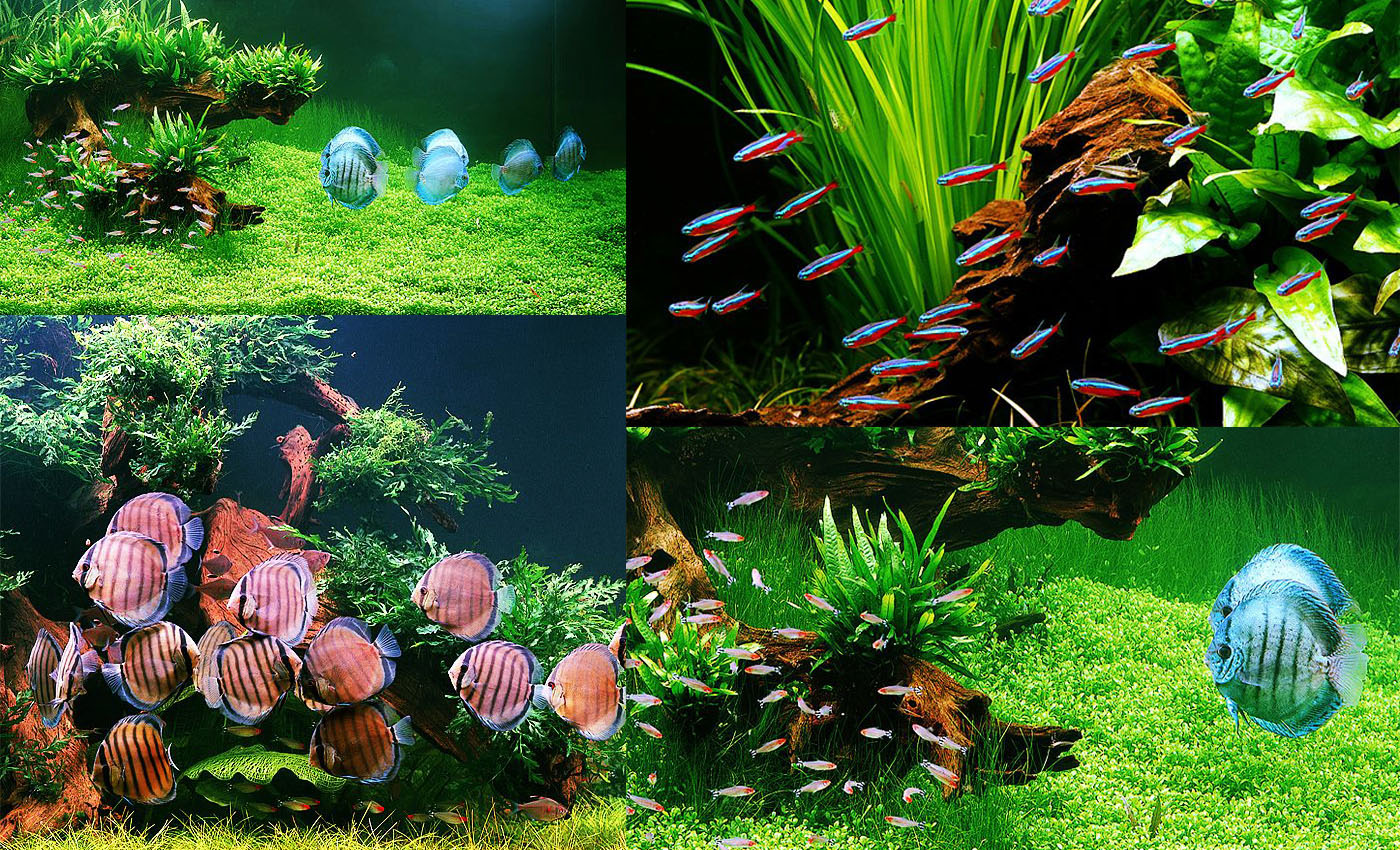 430 Design Plant Aquarium Terbaru