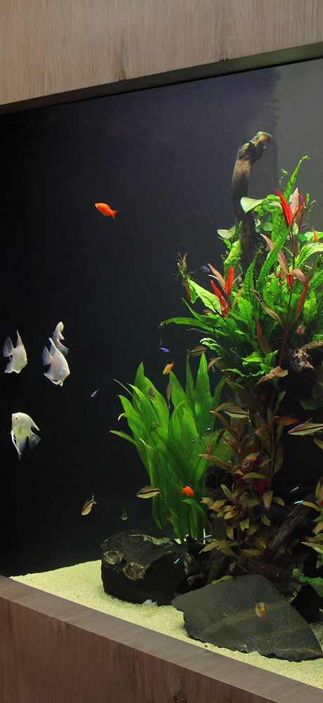 Freshwater Fish Tank Design | Aquarium Architecture