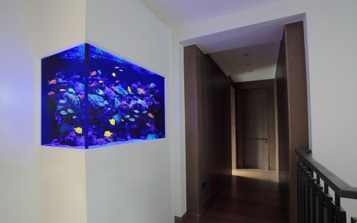 Aquarium Designs Ideas - Aquarium Architecture - London, UK - NYC