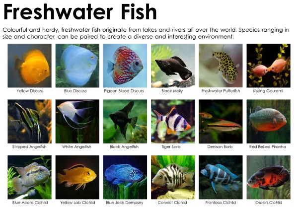 types of aquarium fish saltwater