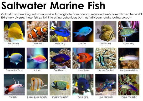 Saltwater Aquarium vs Freshwater Tank - Pros & Cons