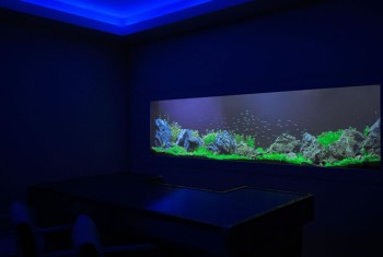 Buy Minimalist Aquarium online