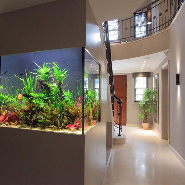 Freshwater Aquariums High In Demand | Keep it fresh