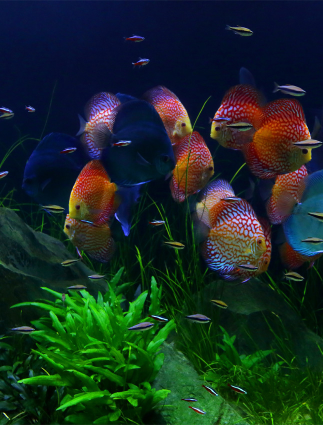 Freshwater Aquariums High In Demand | Keep it fresh