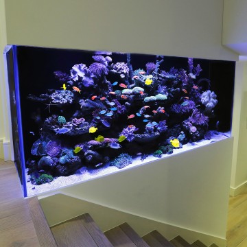 Industry Leaders in Luxury Fish Tanks | Aquarium Architecture