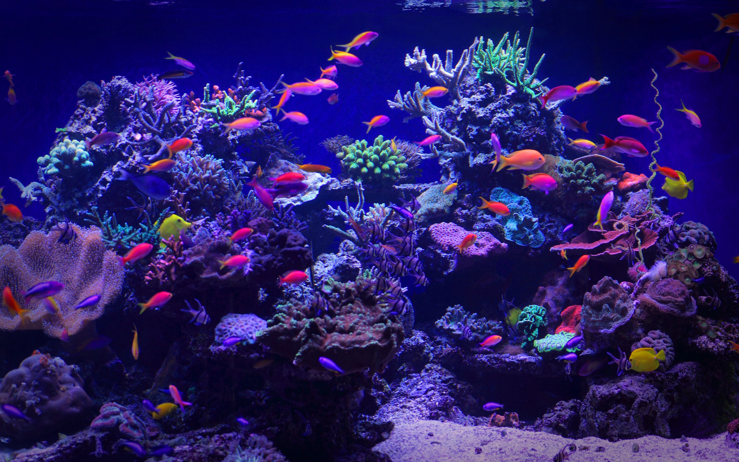 Vibrant Saltwater Fish Tank - Aquarium Architecture