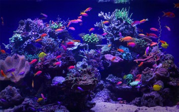 Luxury Aquarium Design for Residential and Commercial Premises