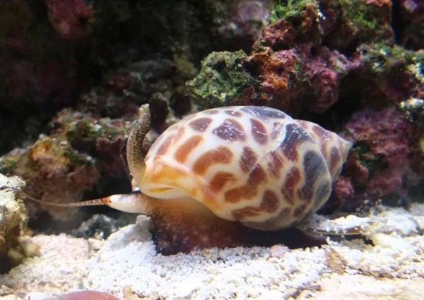 sand sifting snails for reef tank